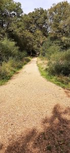 Pamber Forest Gravel Path